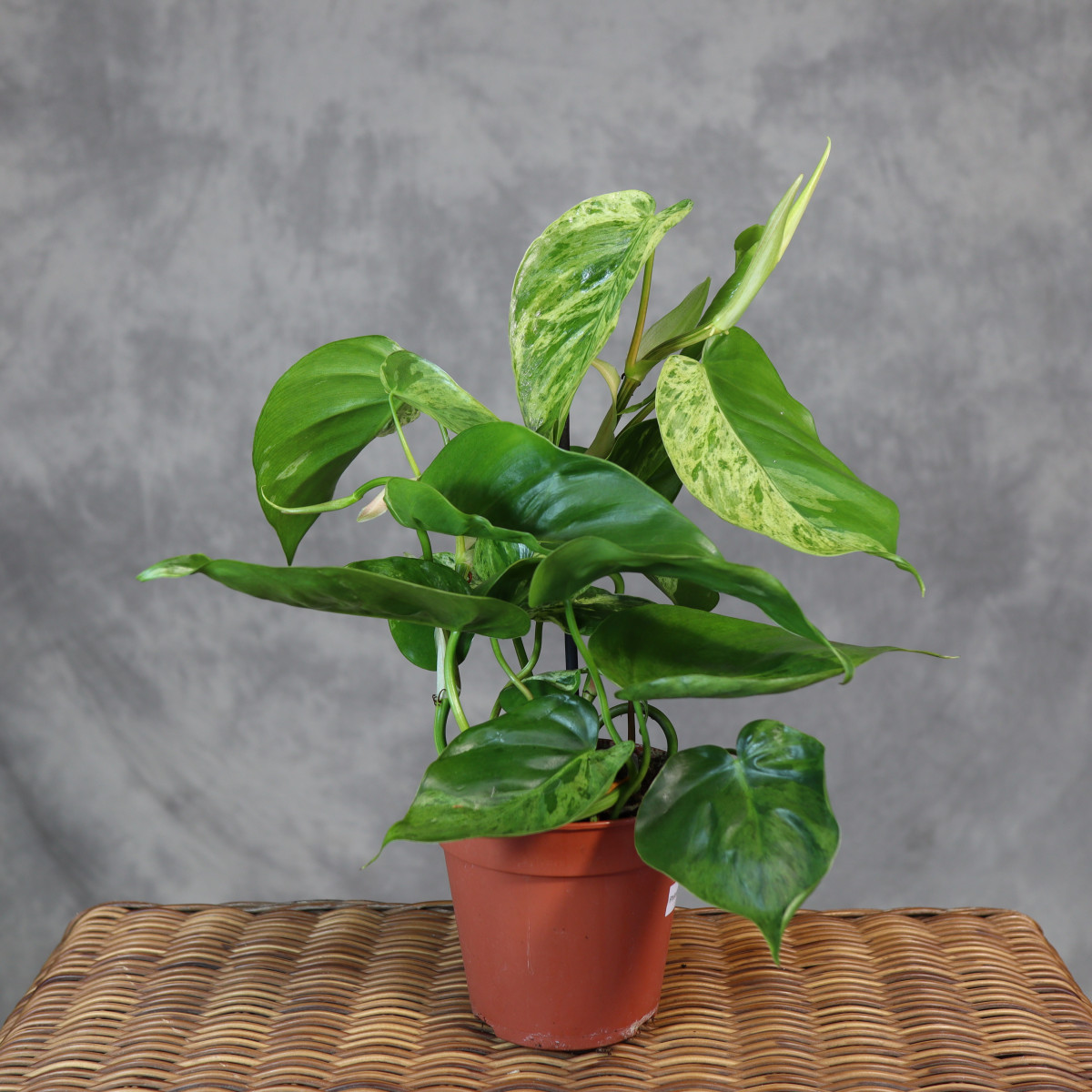 Philodendron hederaceum...