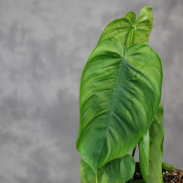 Philodendron tenue - kolekcjonerski filodendron | Tomaszewski