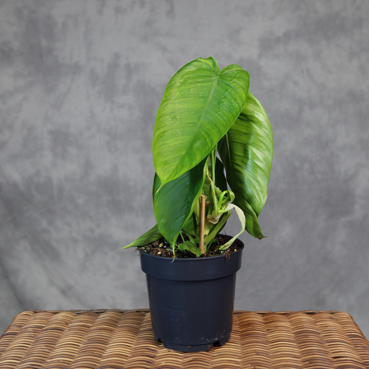 Philodendron tenue