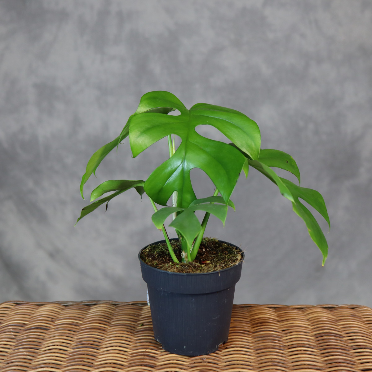 Rafidofora (Monstera 'Minima')