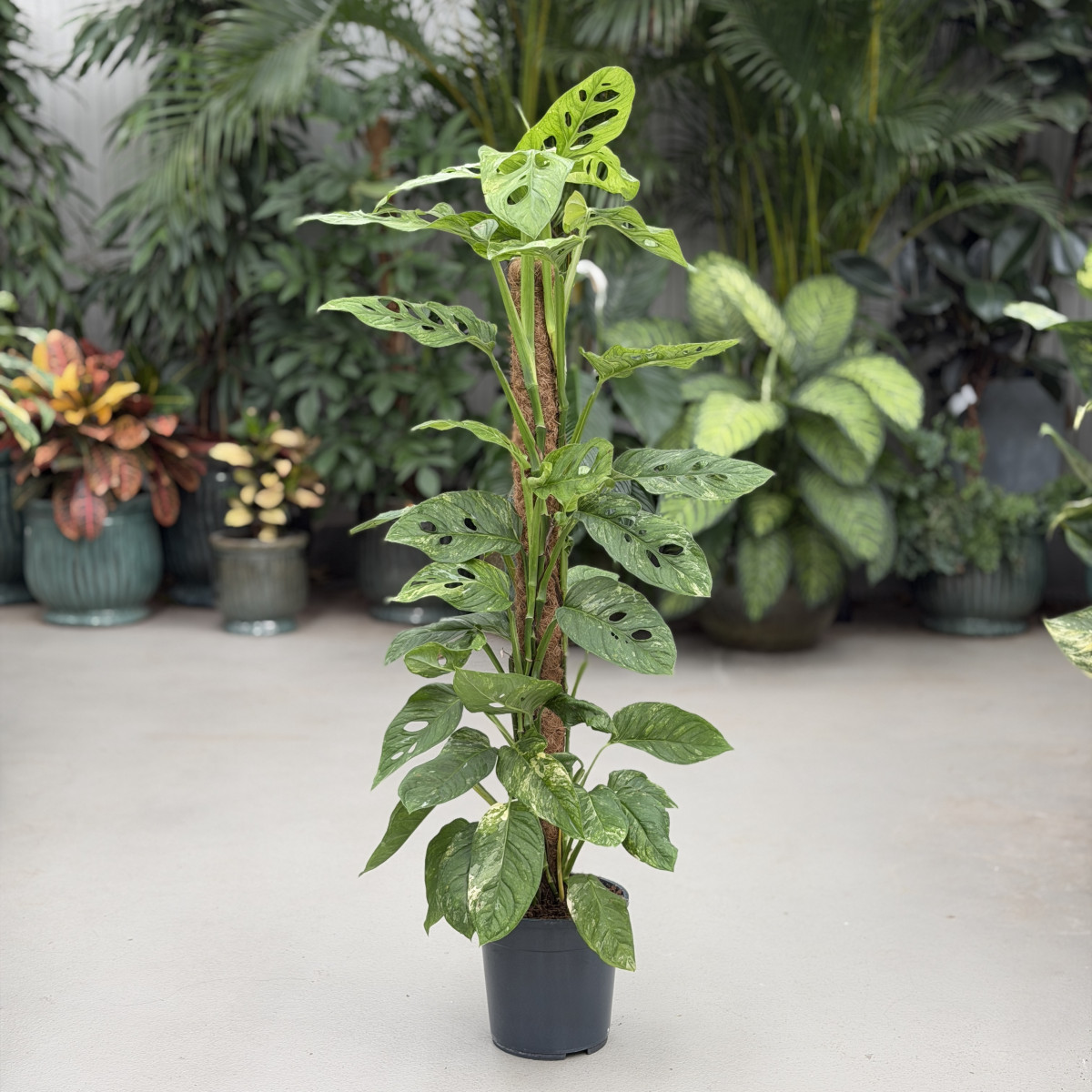 Monstera obilqua 'Mayuna'...