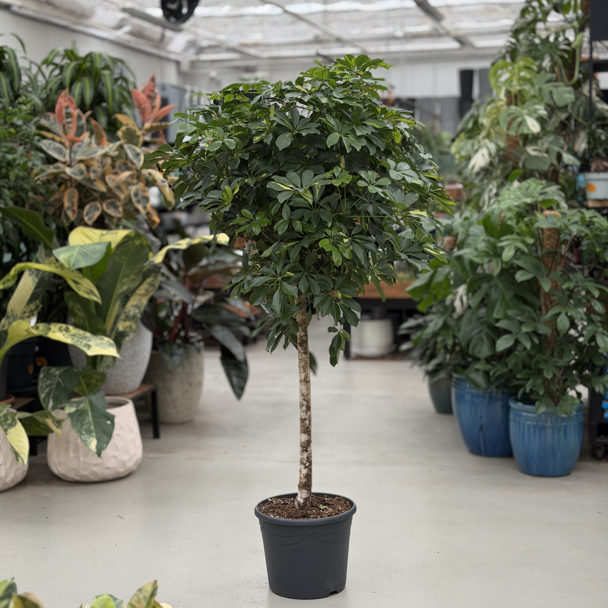 Szeflera 'Gold Capella' |...