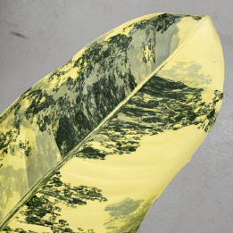 Difenbachia 'Big Ben' (Dieffenbachia) | Tomaszewski