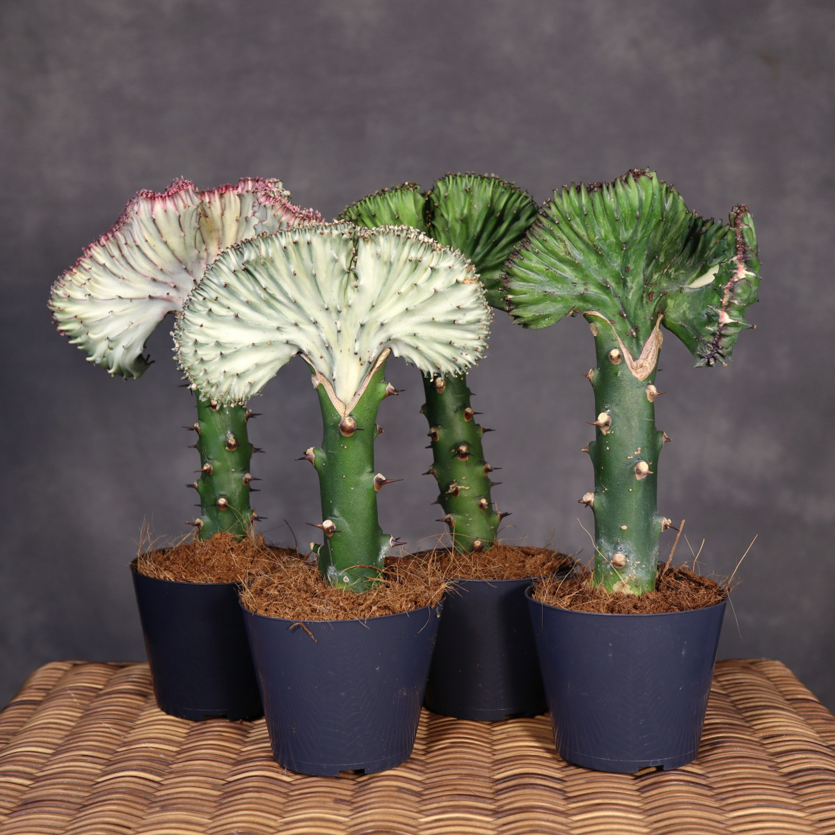 Euphorbia lactea 'Cristata'...