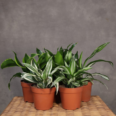 Dracena wonna MIX | Mała