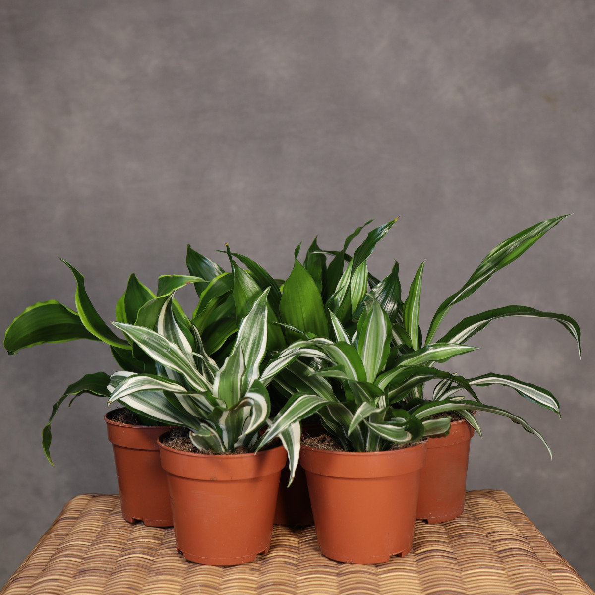Dracena wonna MIX | Mała