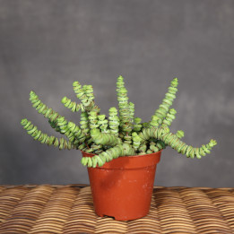 Crassula 'Hottentot' – grubosz | Tomaszewski