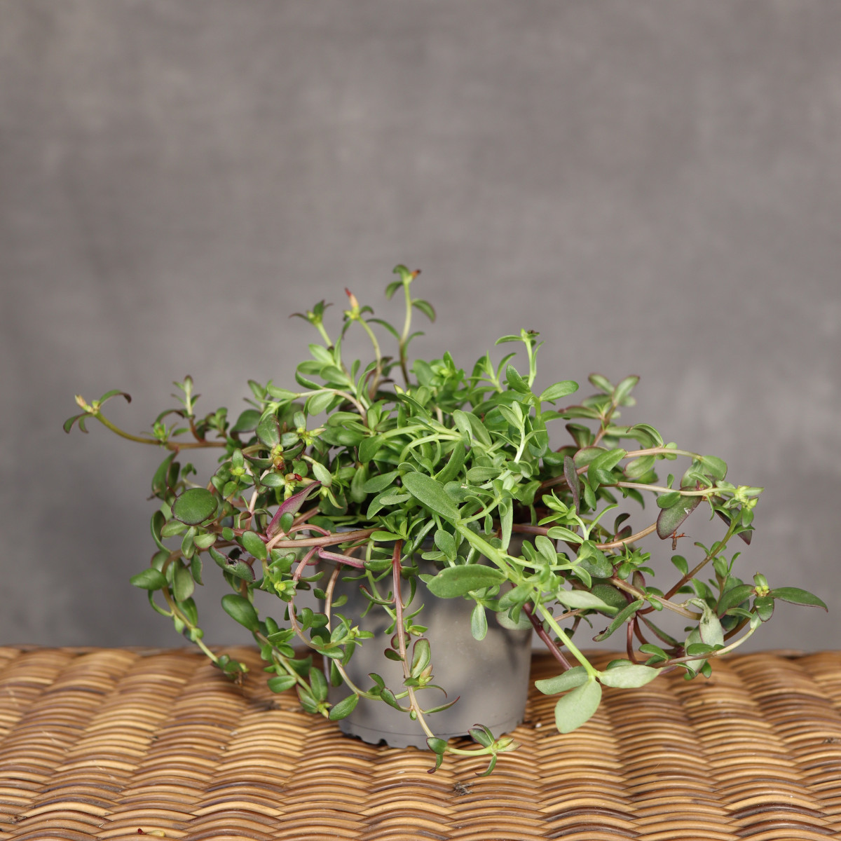 Portulaka zwisająca