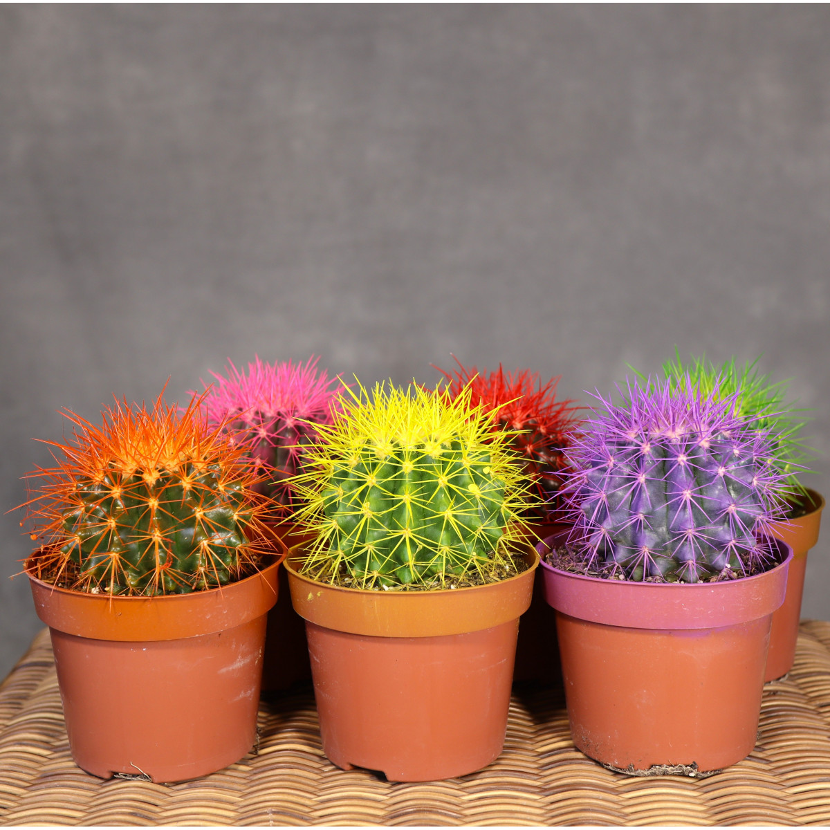 Echinocactus grusonii...