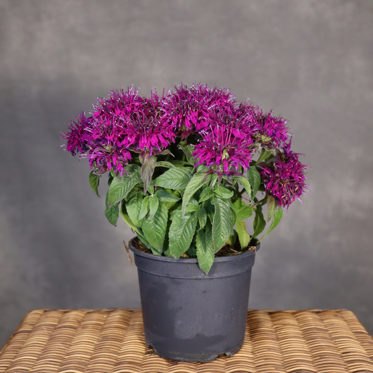 Pysznogłówka 'Balmy Lilac'...