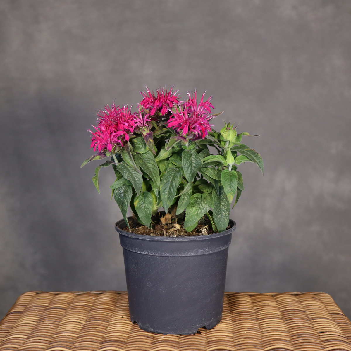 Pysznogłówka (Monarda) |...