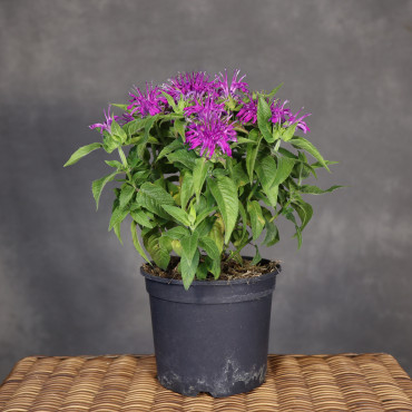 Pysznogłówka 'Balmy Purple' (Monarda)