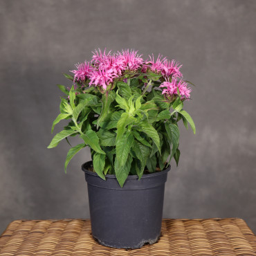 Pysznogłówka 'Balmy Pink' (Monarda)