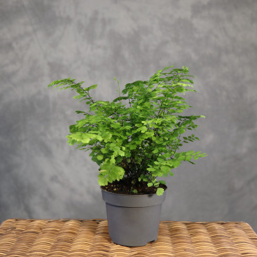 Adiantum 'Fritz-Luthi'