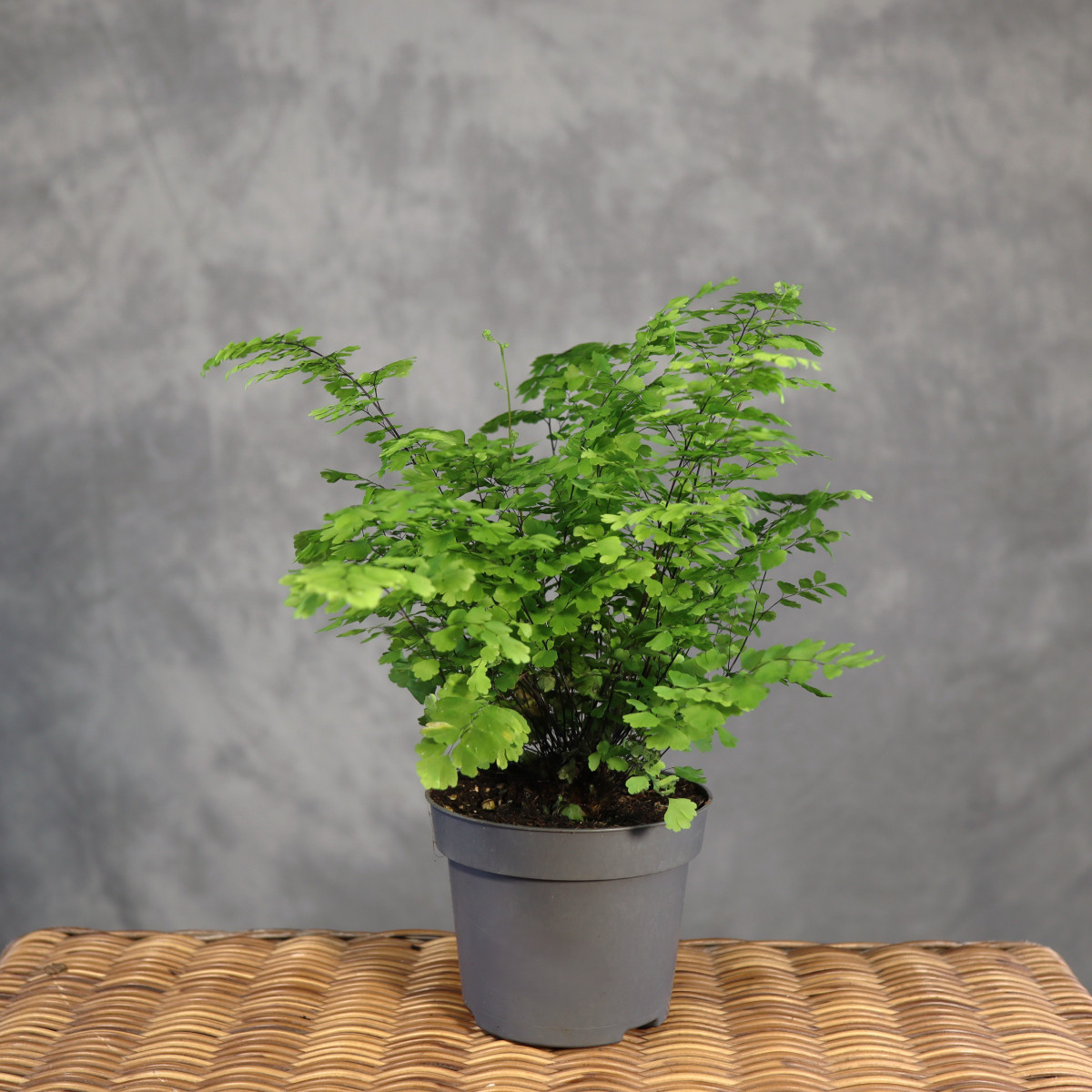 Adiantum 'Fritz-Luthi'