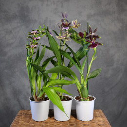 Storczyk Zygopetalum Mix | Tomaszewski