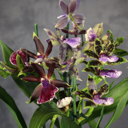 Storczyk Zygopetalum Mix | Tomaszewski