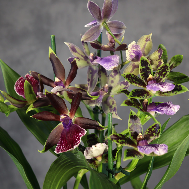 Storczyk Zygopetalum Mix | Tomaszewski