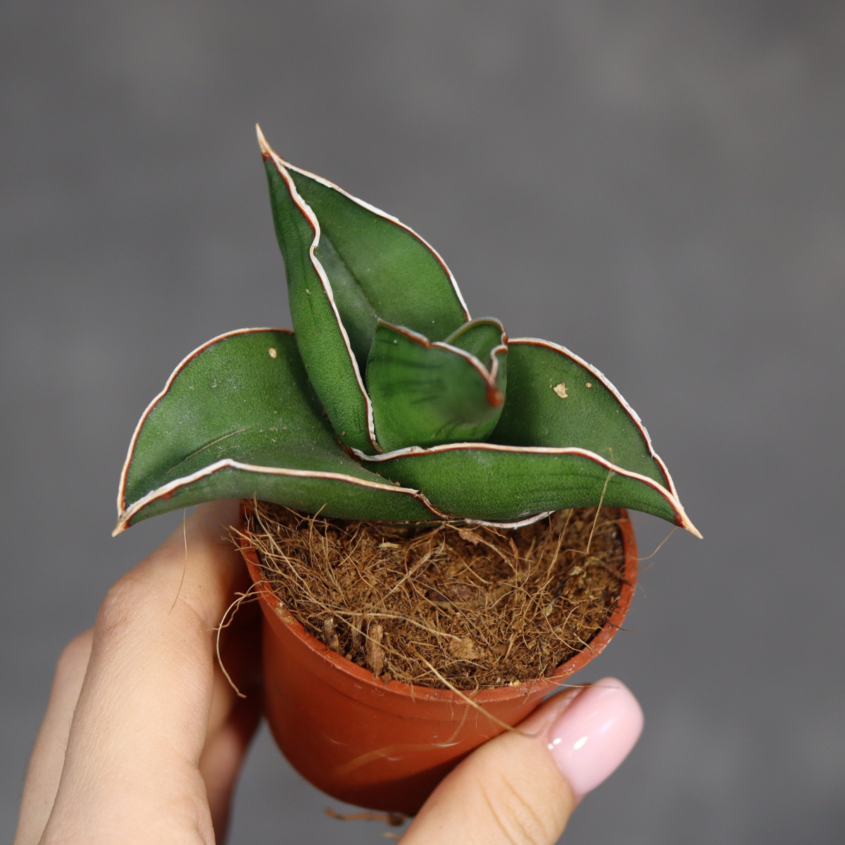 Sansewieria 'Samurai Dwarf'...