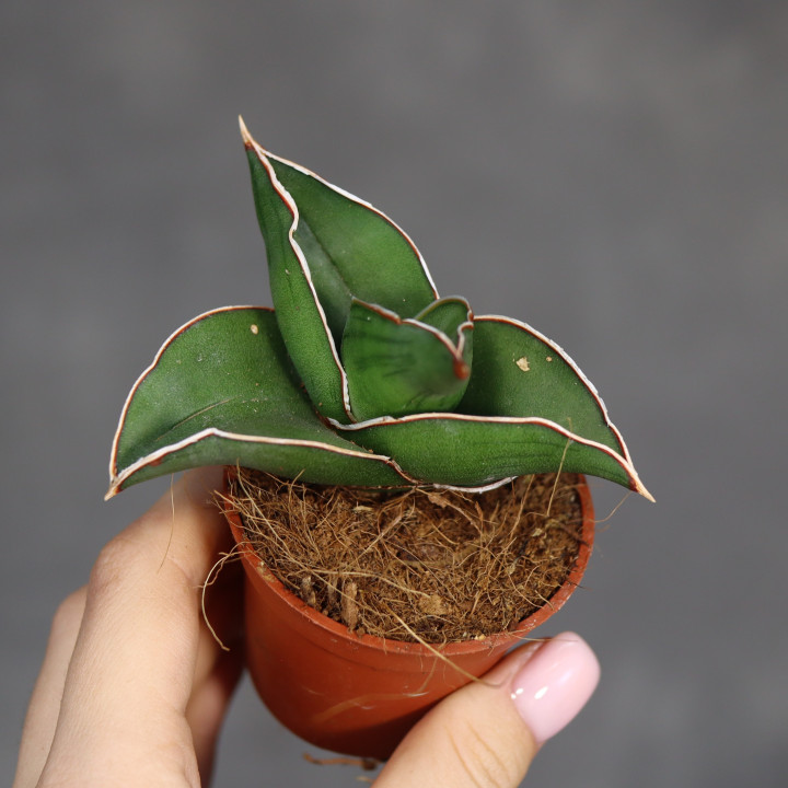 Sansewieria 'Samurai Dwarf' 5,5 cm - własna uprawa | Tomaszewski