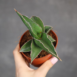 Sansewieria 'Samurai Dwarf' 9 cm - własna uprawa | Tomaszewski