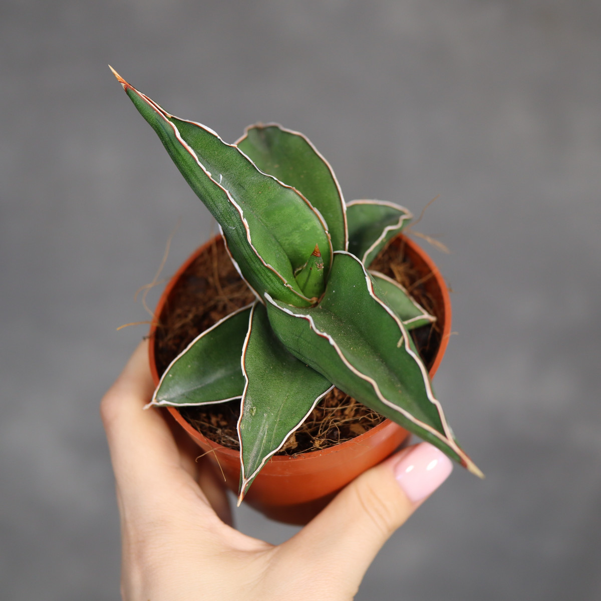 Sansewieria 'Samurai Dwarf'...