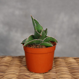 Sansewieria 'Samurai Dwarf' 9 cm - własna uprawa | Tomaszewski