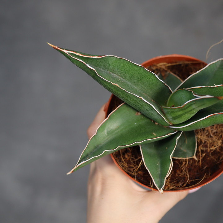 Sansewieria 'Samurai Dwarf' 12 cm - własna uprawa | Tomaszewski