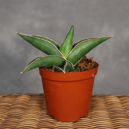 Sansewieria 'Samurai Dwarf' 12 cm - własna uprawa | Tomaszewski