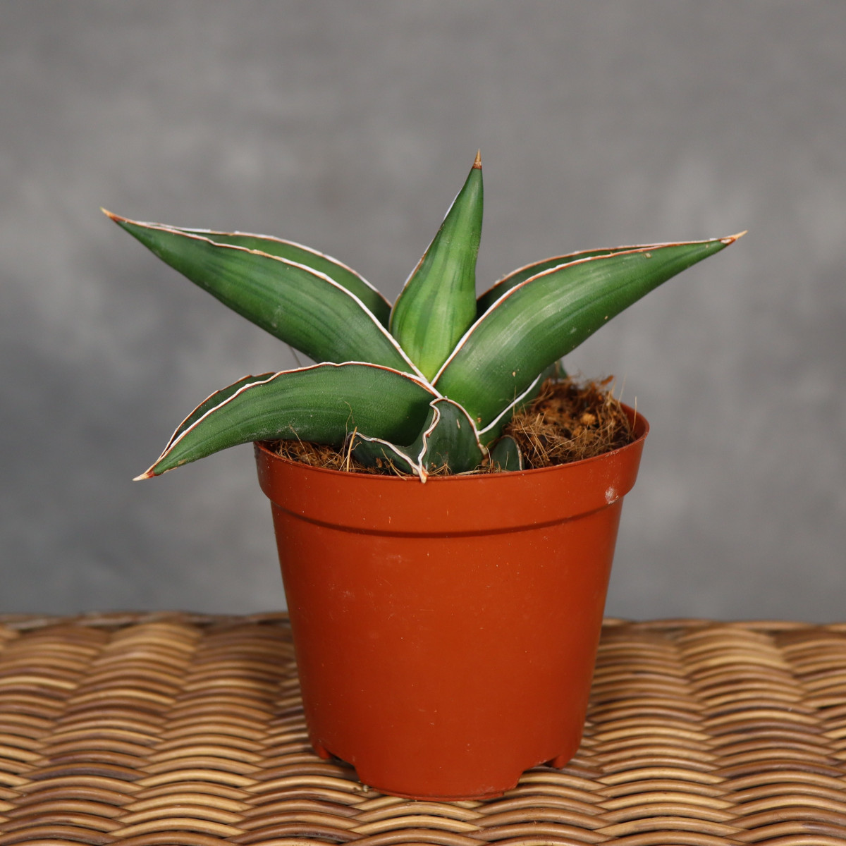 Sansewieria 'Samurai Dwarf'