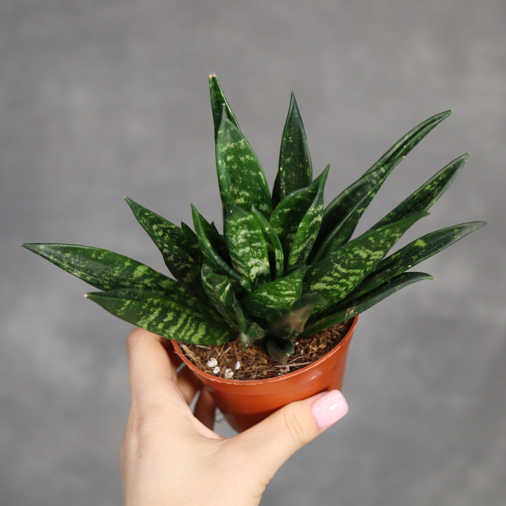 Sansewieria 'Hahnii Crested' 9 cm - własna uprawa | Tomaszewski