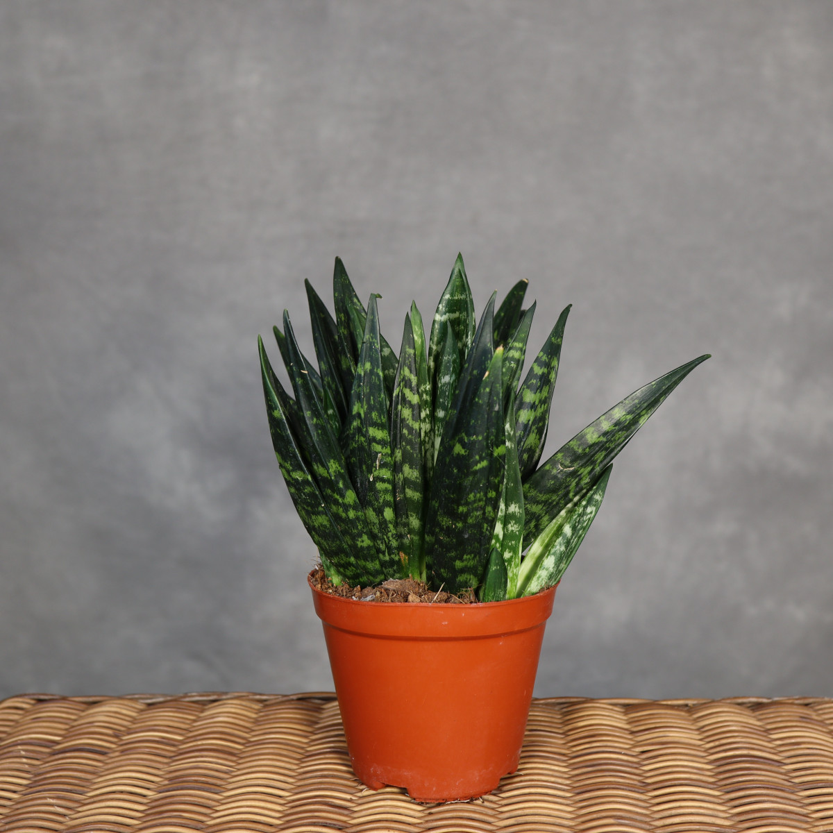 Sansewieria 'Hahnii Crested'
