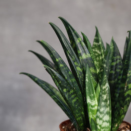 Sansewieria 'Hahnii Crested' 12 cm - własna uprawa | Tomaszewski