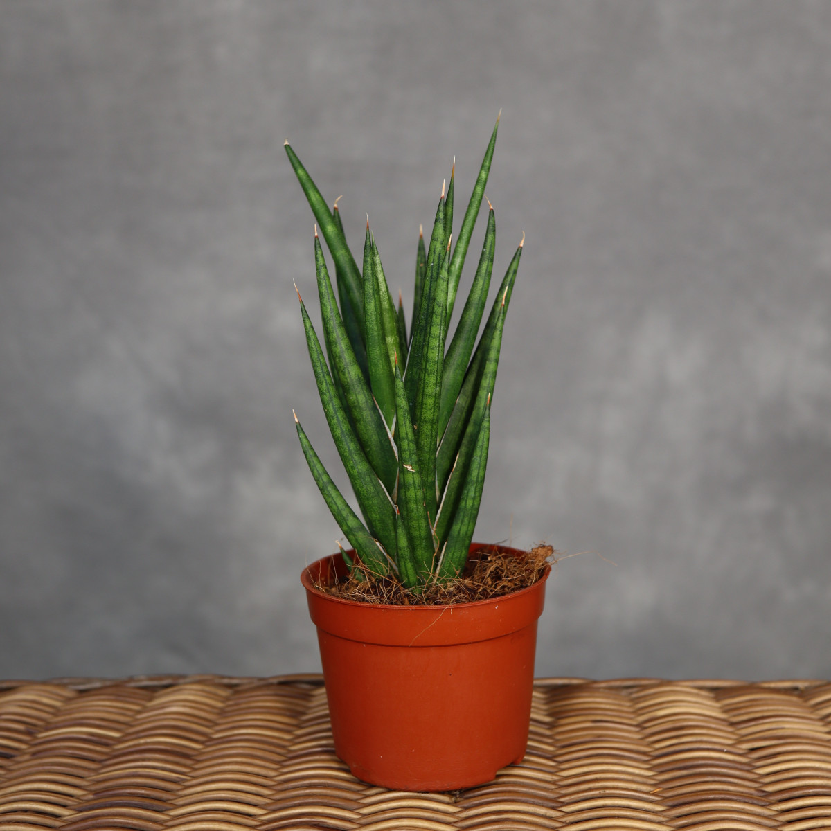 Sansewieria 'Fox Tail' | Mała