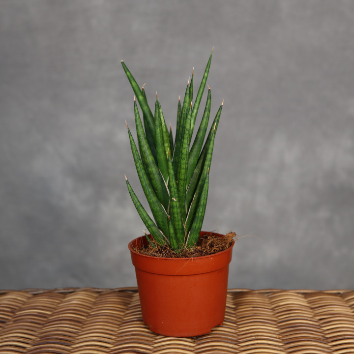 Sansewieria 'Fox Tail' 9 cm - własna uprawa | Tomaszewski