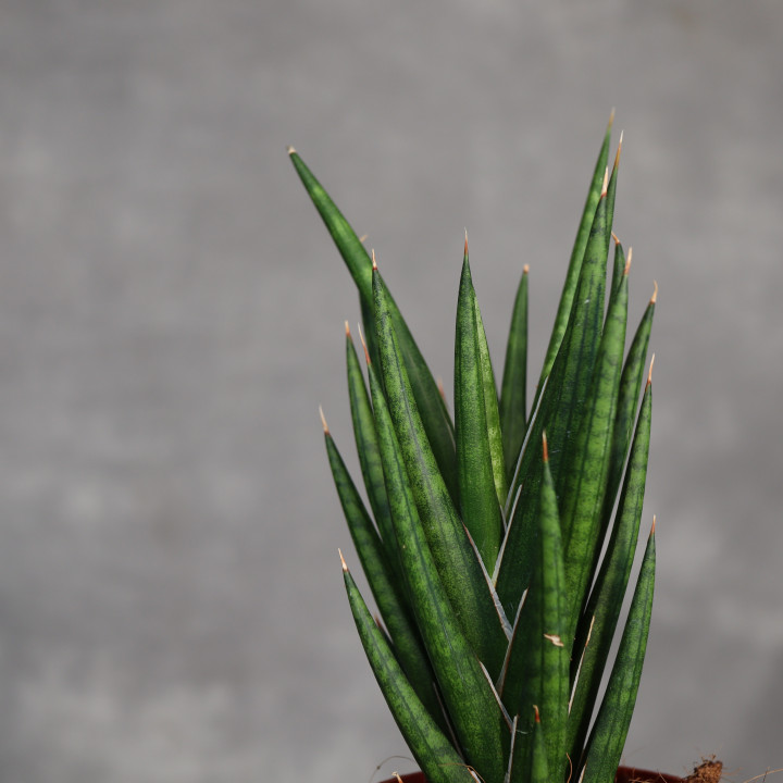 Sansewieria 'Fox Tail' 9 cm - własna uprawa | Tomaszewski