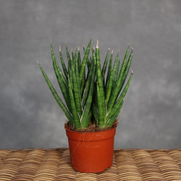Sansewieria 'Fox Tail' 3-pędowa 9 cm - własna uprawa | Tomaszewski