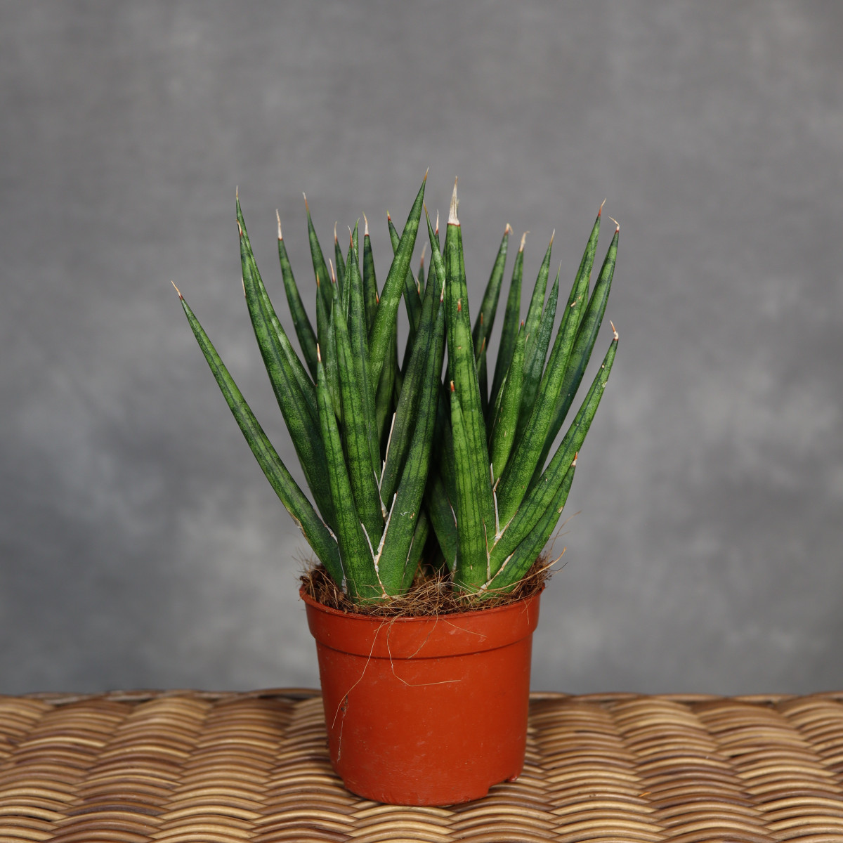 Sansewieria 'Fox Tail' |...