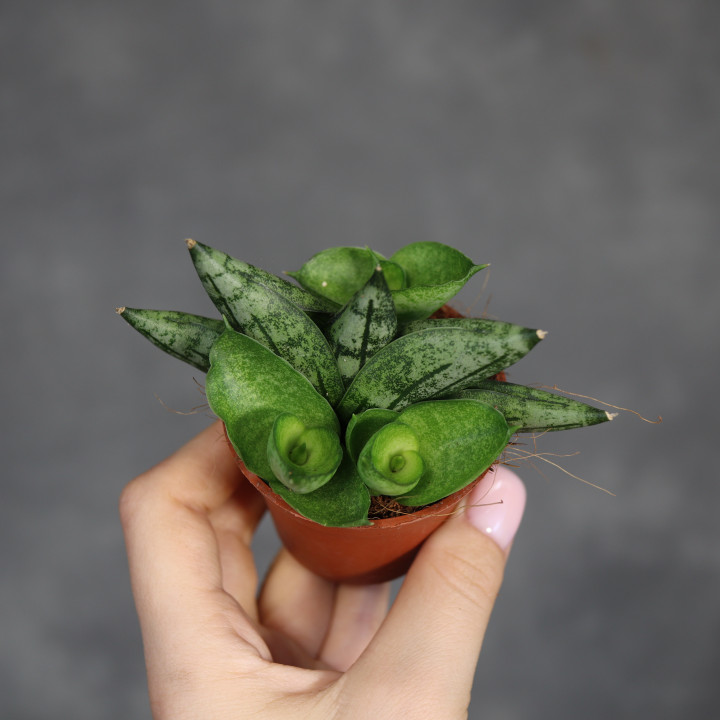 Sansewieria 'Boncel' 9 cm - własna uprawa | Tomaszewski