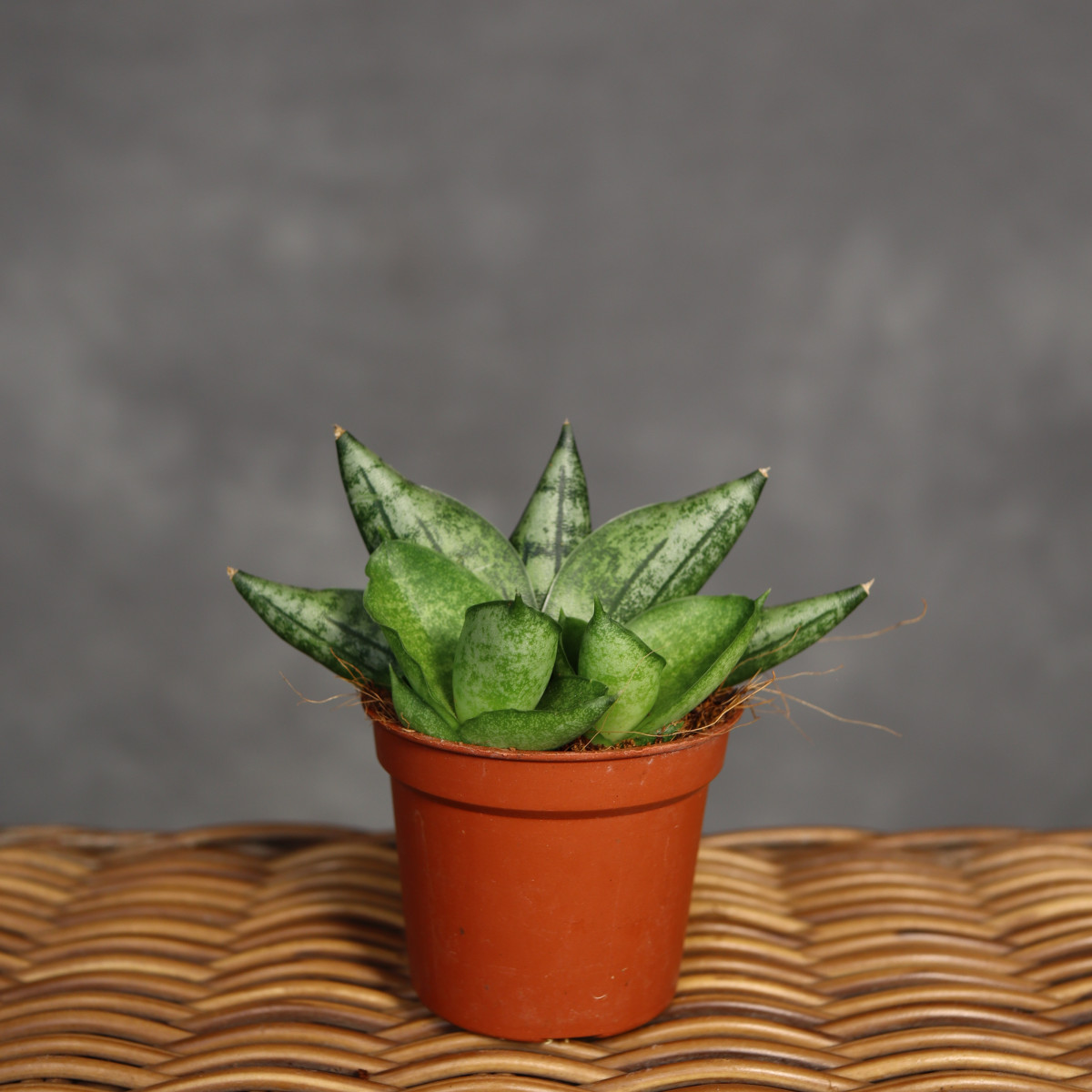 Sansewieria 'Boncel' | Mini