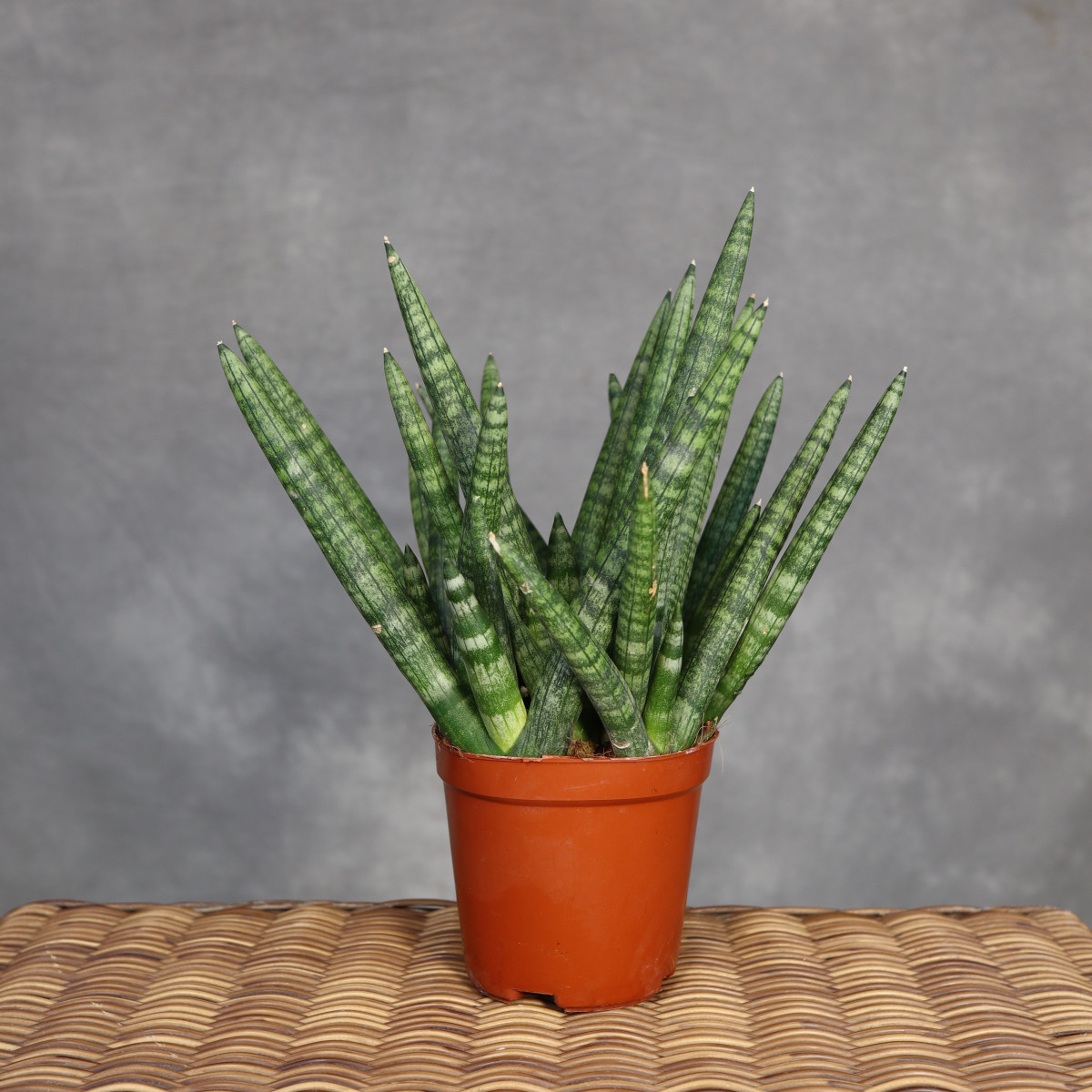 Sansewieria 'Boncel'