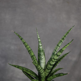 Sansevieria stuckyi don. 9 cm - własna uprawa | Tomaszewski