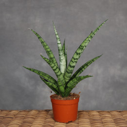 Sansevieria stuckyi don. 9 cm - własna uprawa | Tomaszewski
