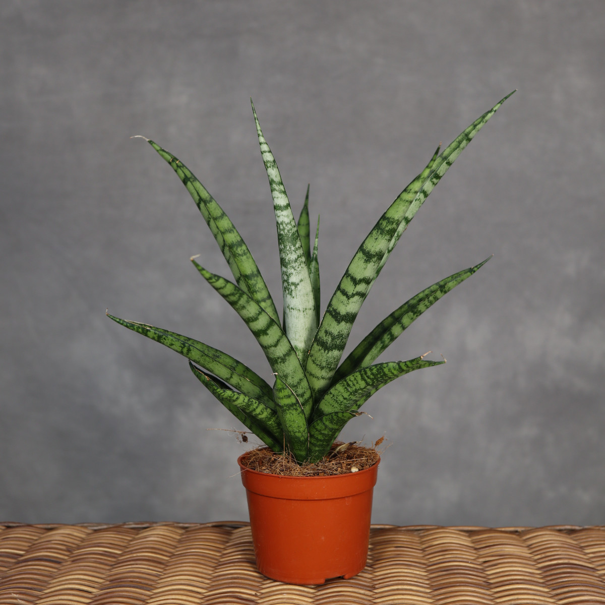 Sansevieria stuckyi | Mała