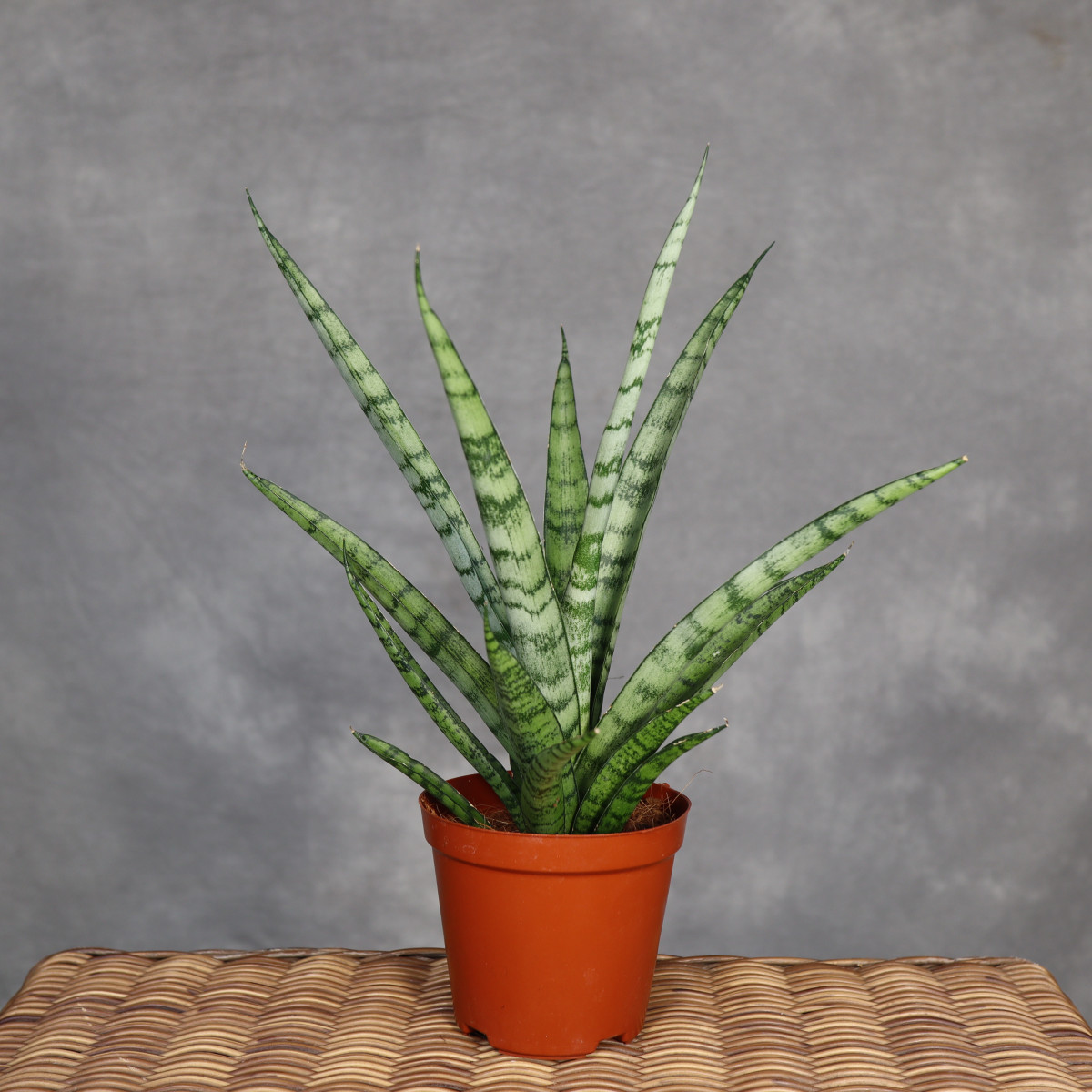Sansevieria stuckyi