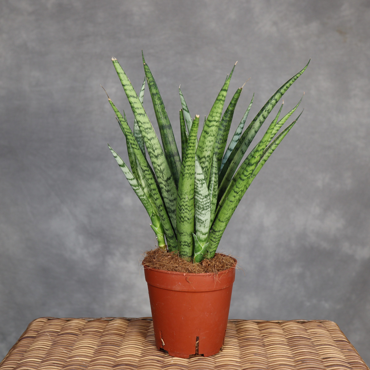 Sansevieria stuckyi