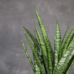 Sansevieria stuckyi don. 14 cm - własna uprawa | Tomaszewski