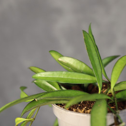 Hoya wayetii Hoja z własnej uprawy w doniczce Ø10 cm | Tomaszewski