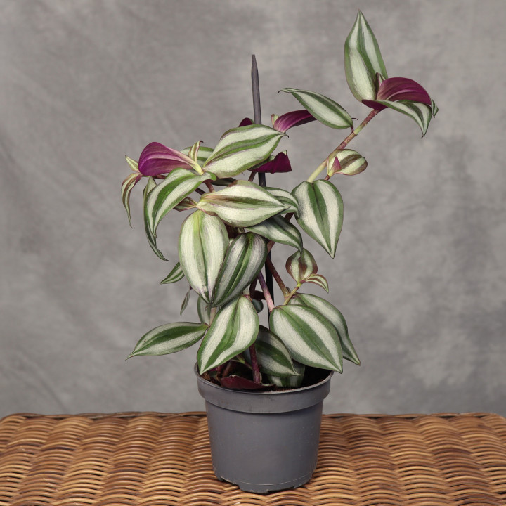 Trzykrotka pasiasta Tradescantia zebrina Ø12 cm | Tomaszewski
