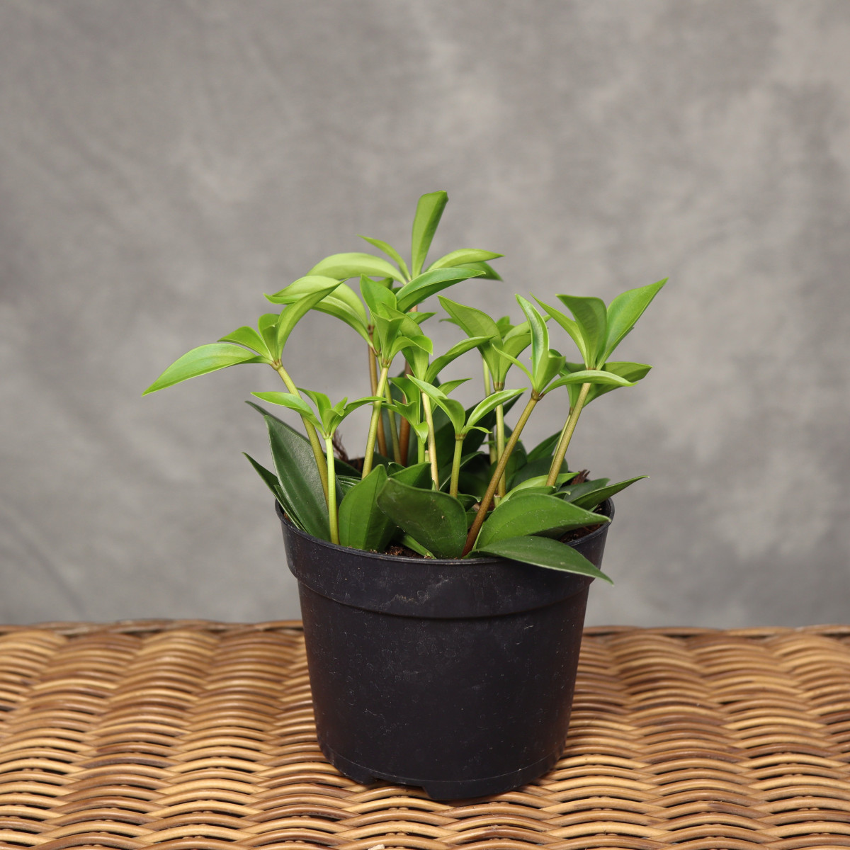 Peperomia pereskifolia | Mała
